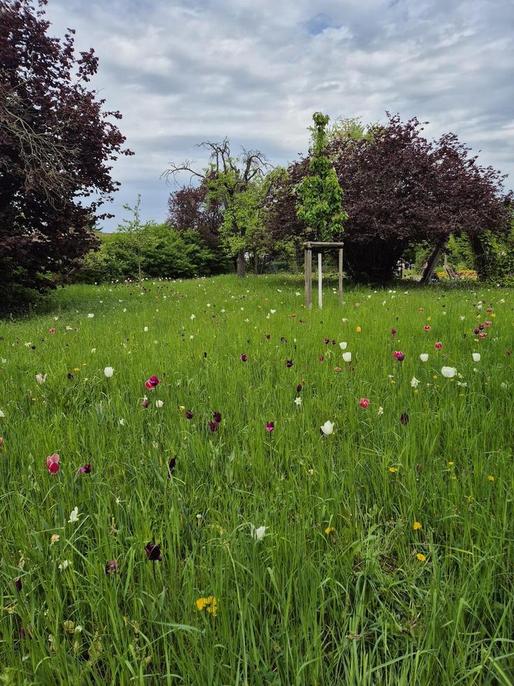 Random Tulips at Brizer park Berlin