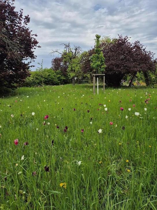 Amazing spring blooming in Berlin