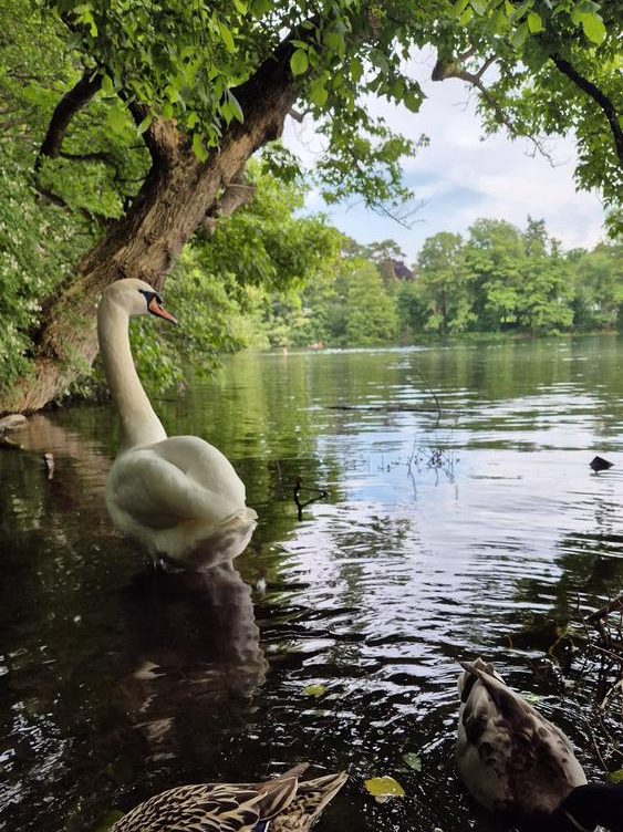 Swan in the schlachtensee