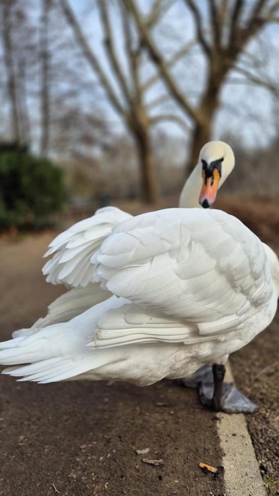 White Swan at Tiergarten Berlin