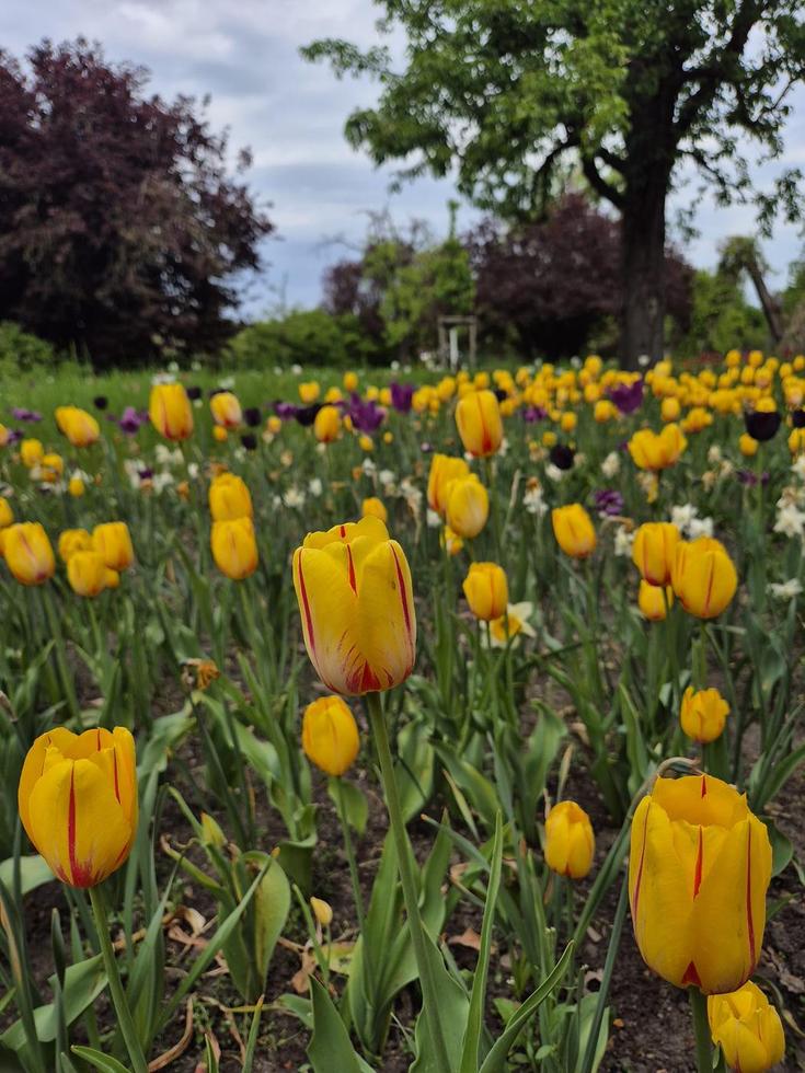 Yellow Tulips at the Brizer park Berlin