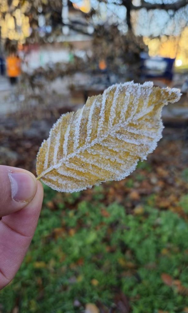 Frozen leaves in the Autumn of Berlin