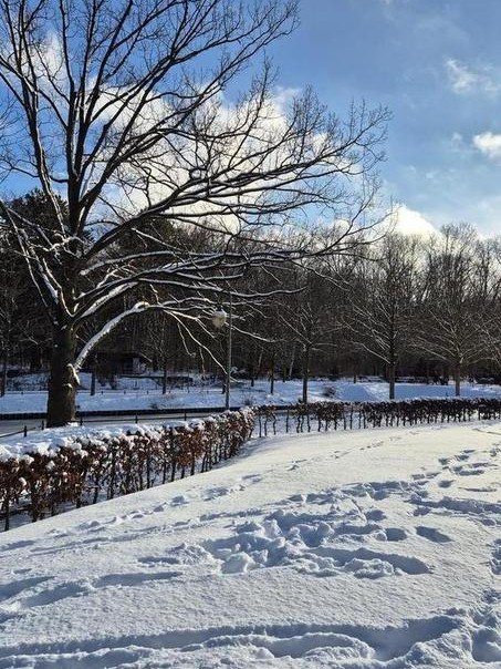 Tiergarten in a snowy day